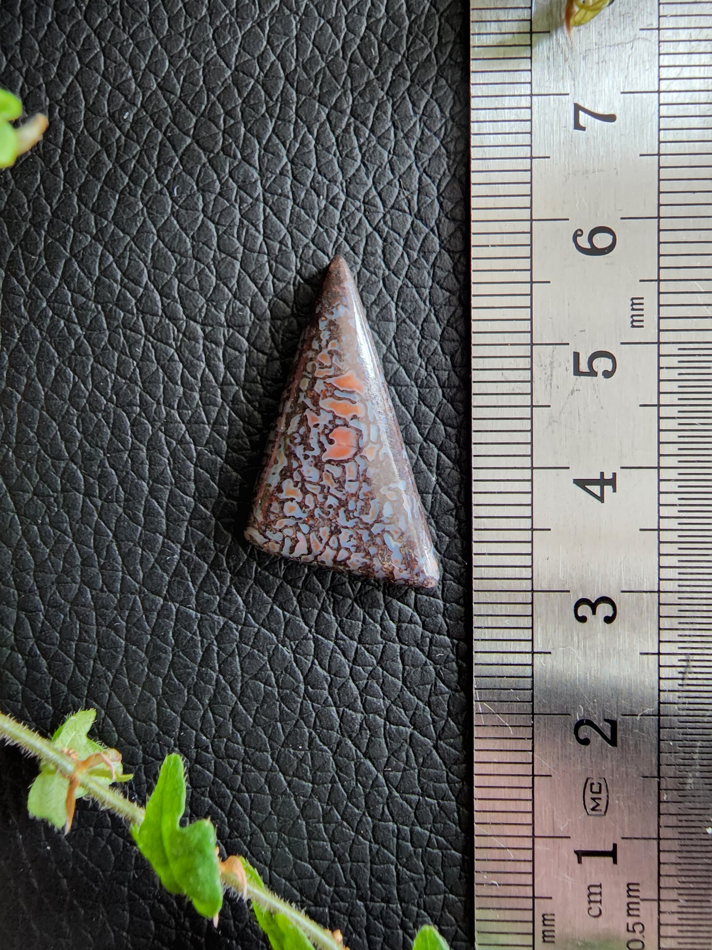Dino bone